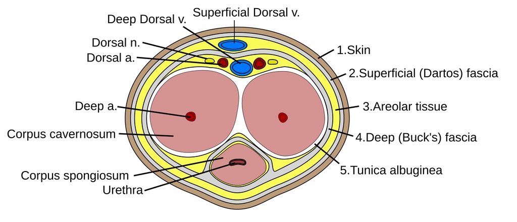anatomy of the penis to understand penile curvature surgery techniques